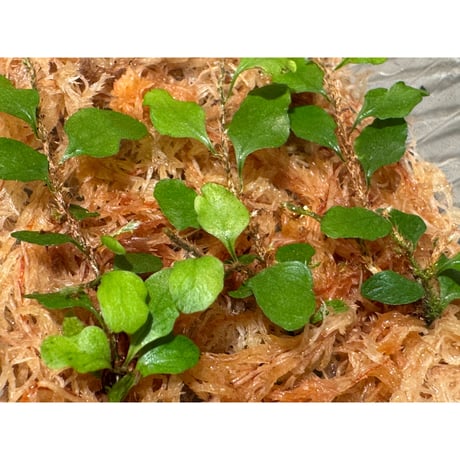 Microgramma heterophylla 伊藤蟻植物農園