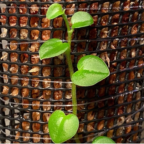 Peperomia sp. from Choco Colombia [tanakay]