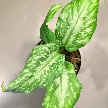 Schismatoglottis Rongisupata from West Kalimantan [KN]
