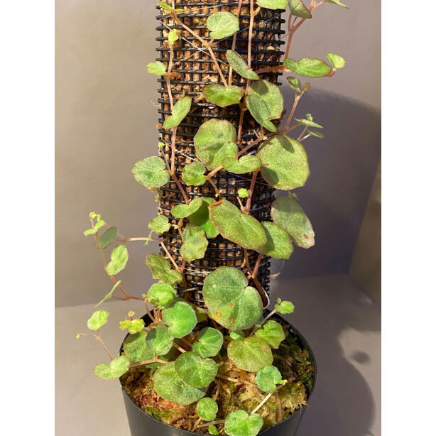 その他観葉植物 lichenora Begonia lichenora (sp.Mini) from Kalimantan Sar