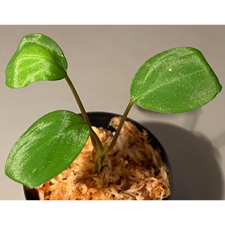Homalomena sp. "Mobius GG" BNN from Sibolga utara [IDY1018-1]