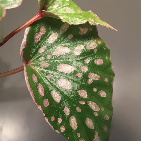 Begonia sp. from Tawau [TK071116-2]