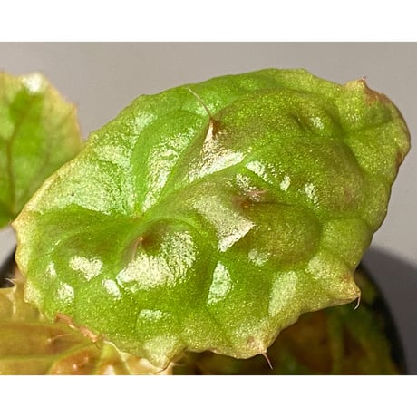 Begonia susaniae