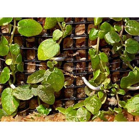 Ficus sp. from Aceh sumatera [LA0616-04]
