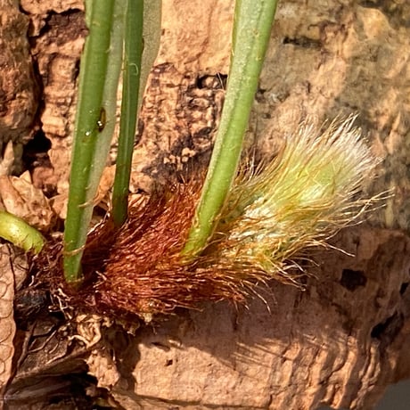 Drynaria bonii from Laos
