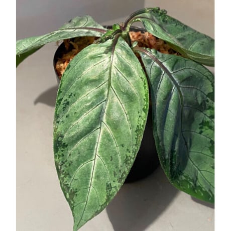 Gymnostachyum sp. "type C" f1 from Aceh Selatan [HW0816-02]