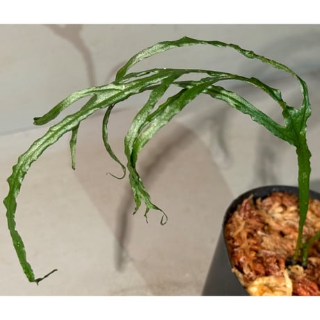Microsorium sp. from Saripoi [LA0515-02]