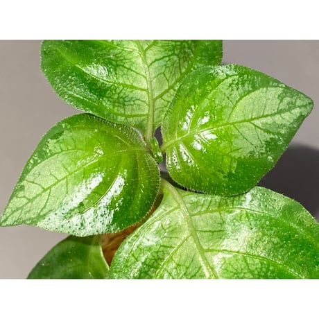Gymnostachyum sp. "type C" f1 from Aceh Selatan [HW0816-02]