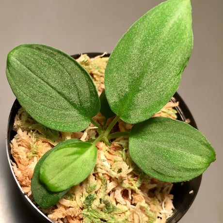Homalomena sp. Diamond dust from Malay Peninsula [KN]