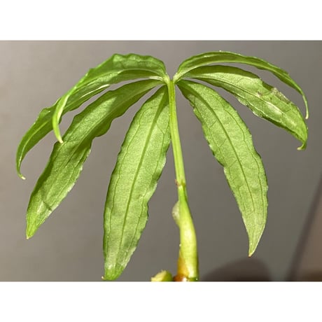 Anthurium polyschistum from Napo Ecuador [tanakay]