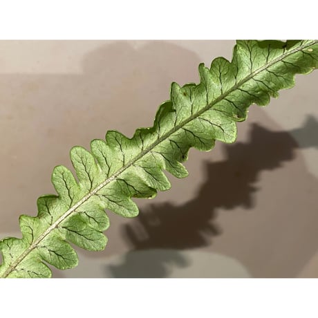 Serpocaulon semipinnatifidum from Ecuador 伊藤蟻植物農園 ①