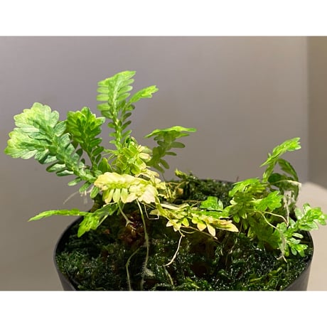 Selaginella sp. バリエガータ from "Nanga pinoh" [TB]