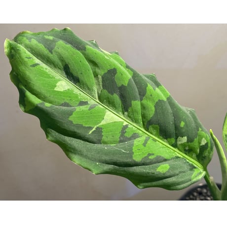 Aglaonema pictum GW Type1 from Padang sidempuan [TB1410]