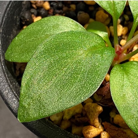 Homalomena sp. from West Kalimantan