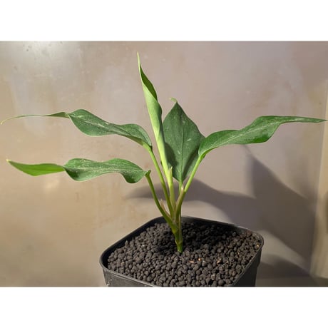 Aglaonema pictum A from Aceh sumatera [LA1115-03i]