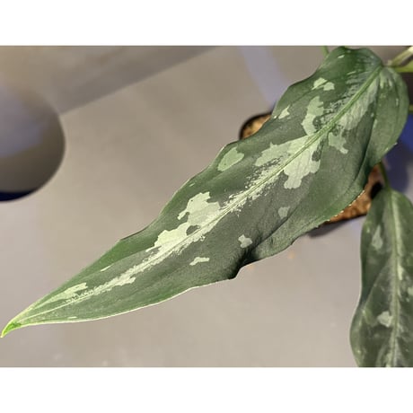Aglaonema pictum A "しるば〜らいん" from Aceh sumatera [LA0315-4j]