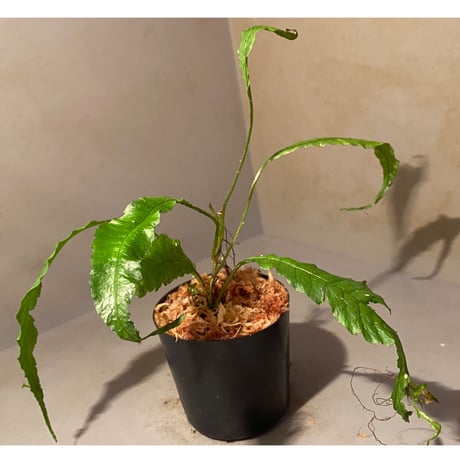 Microsorum sp. "Natuna" [Grow aquarium] ③