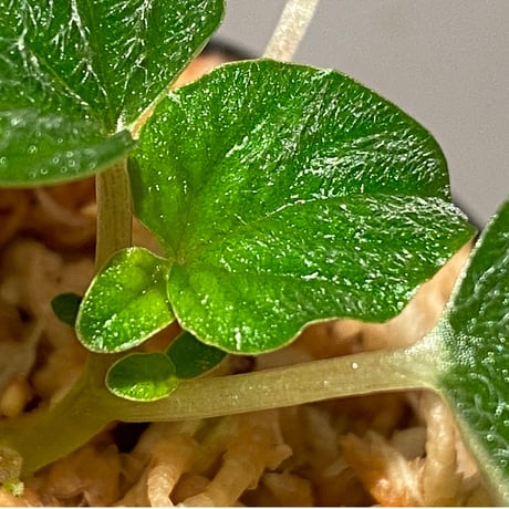 Peperomia sp. from Iquitos Peru [tanakay]