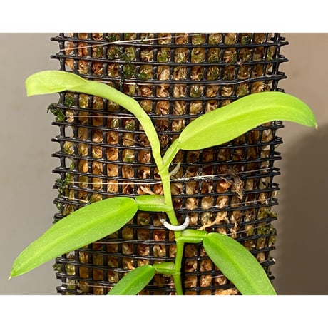 Epipremnum sp. from Khlong Yai Trat Thailand