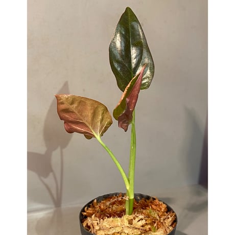 Syngonium sp. from Choco Colombia [tanakay]