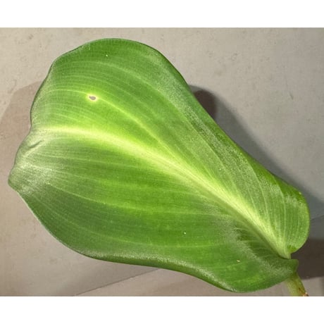 Scaphochlamys Multifolia Ooi