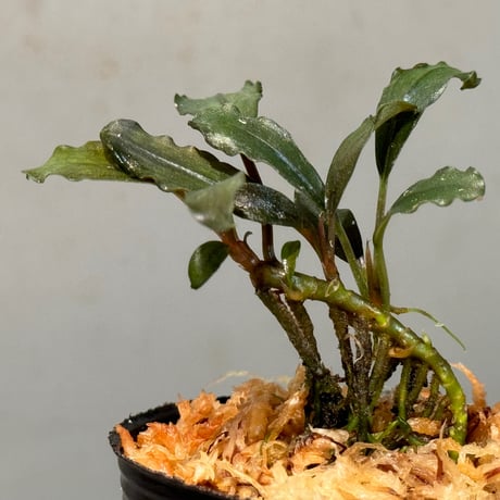 Bucephalandra sp. "Batang kawa" 組織培養水上育成株