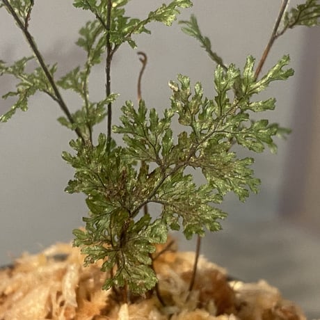 Hymenophyllum sp. from Aceh sumatera