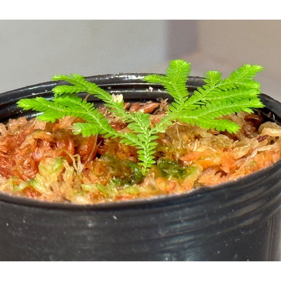 664f32b3401c310683bc10aa
