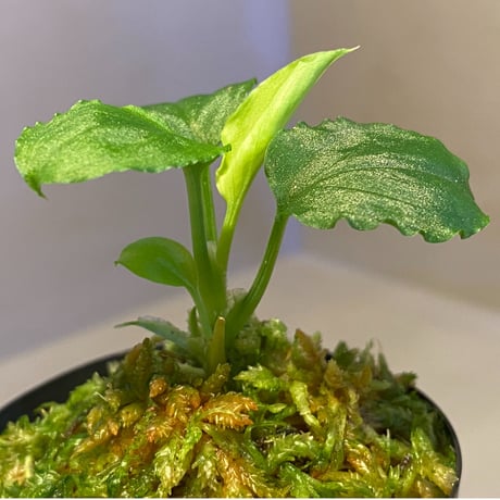 Homalomena sp. (Green) from Solok sumatera [LA0214-3]