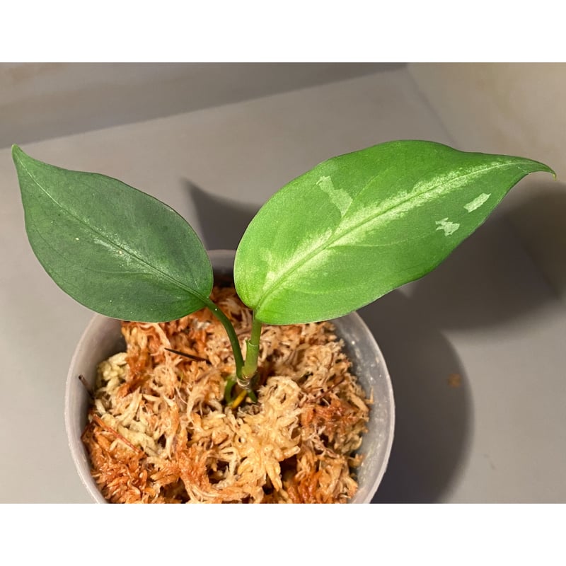 Aglaonema pictum A