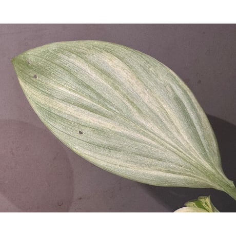 Kaempferia pulchra 'Variegata'