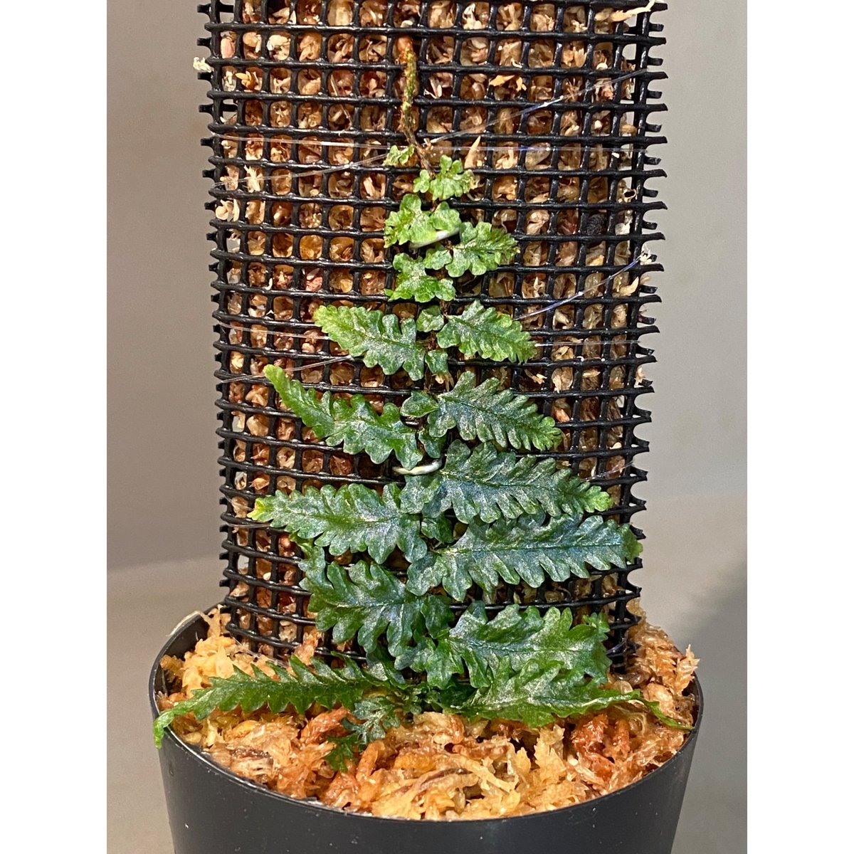 fit=scale-down,w=1200 fit=scale-down,w=1200