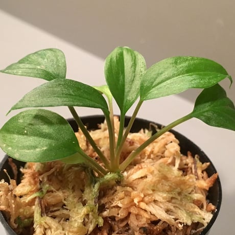 Homalomena sp.from Ranau [TK210217]