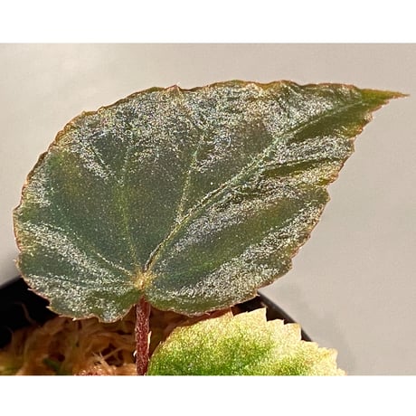 Begonia pavonina from Malaysia