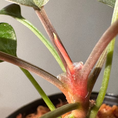 Homalomena sp. "Pink Velvet" from Kepulauan Riau [KN]