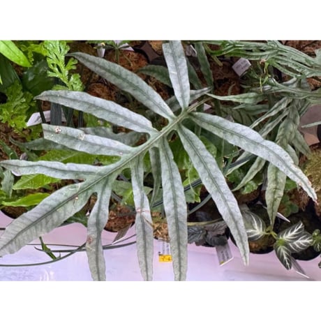 Colysis sp. from Son La Vietnam