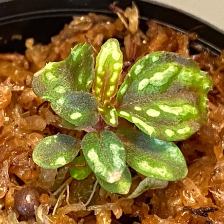 Sonerila sp. from Jerteh