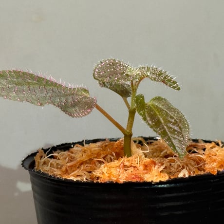 Sonerila sp. from Landak West Kalimantan