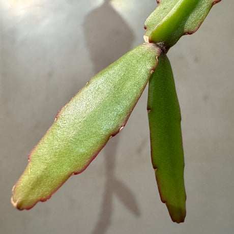 Rhipsalis elliptica from Southeast Brazil