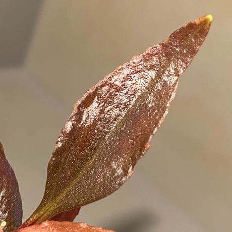Medinilla sp. from Irian Jaya Papua