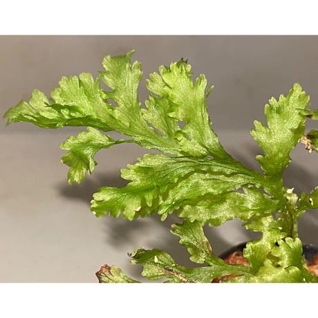 Crepidomanes auriculatum from 大漢林道 [STRINGE PLANTS] ②