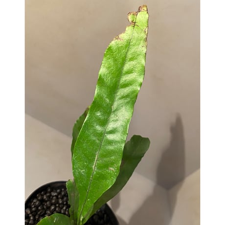 Microsorium sp. from Trat Thailand ②