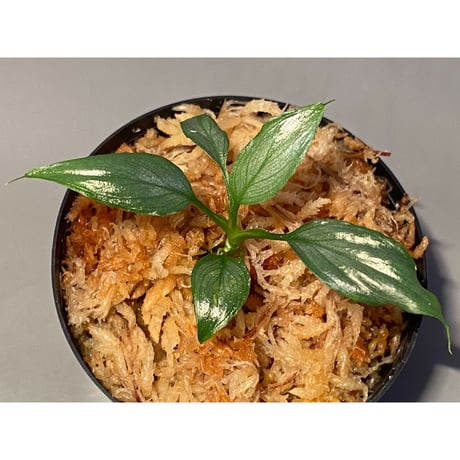 Homalomena sp. White leaf from "Pendang" Kal tengah [TB]