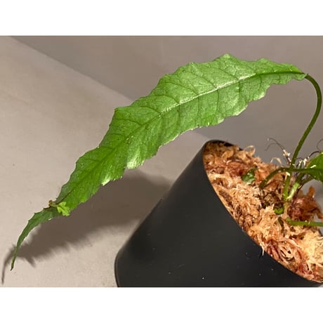 Microsorum sp. "Natuna" [Grow aquarium] ③
