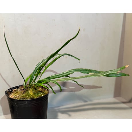 Elaphoglossum eximium "Cisne" [ECUAGENERA]