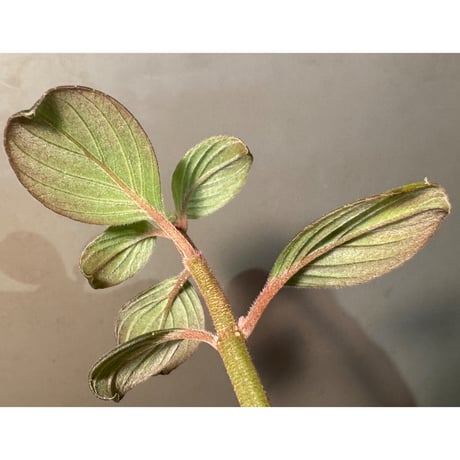 Columnea angustata