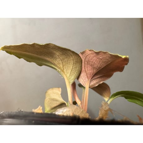 Homalomena sp. "Silver Bullet" from Pulau Lingga [AZ0917-1]