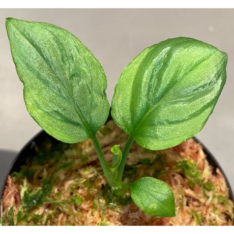 Homalomena cf. humilis from Sumatera Barat [LA0719-02]