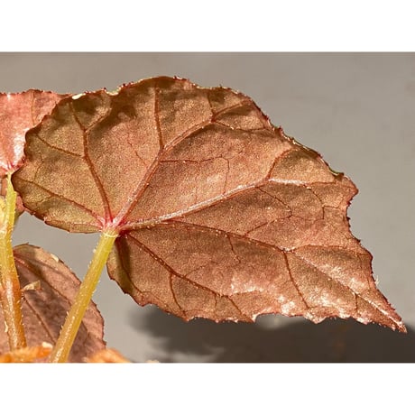 Begonia sp. from North Toraja [S0919-02] 伊藤蟻植物農園