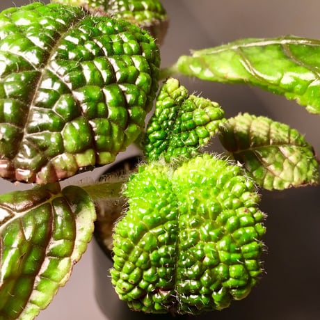 Pearcea rugosissima from Ecuador
